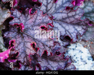 Heucherella 'può' - campane schiumoso Foto Stock