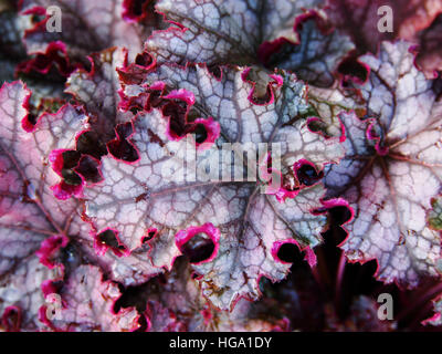 Heucherella 'può' - campane schiumoso Foto Stock