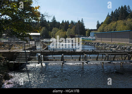 I filtri di pesce il grande fiume Qualicum incubatoio sull'Isola di Vancouver, BC. In Canada. SCO 11,370. Foto Stock