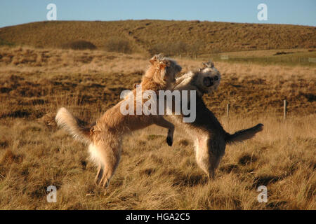 Due cani scruffy permanente sulla schiena gambe giocando nel campo Foto Stock