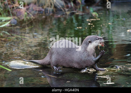 Asian piccoli artigli Lontra (Aonyx cinerea syn. Amblonyx cinereus) Foto Stock