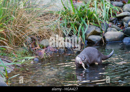 Asian piccoli artigli Lontra (Aonyx cinerea syn. Amblonyx cinereus) Foto Stock