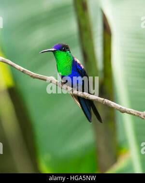 Incoronato Woodnymph Hummingbird (Thalurania colombica) Foto Stock