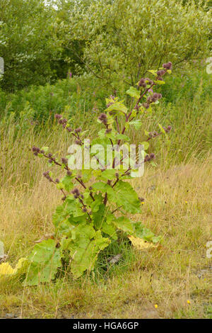 Legno, Bardana Arctium nemorosum Foto Stock