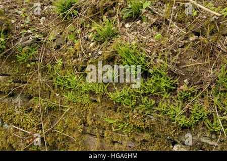 Maidenhair Spleenwort, Asplenium trichomanes Foto Stock