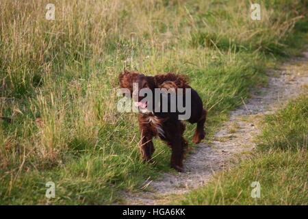 Cioccolato tipo lavoro cocker spaniel cucciolo di cane pet in esecuzione Foto Stock