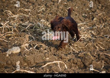 Cioccolato tipo lavoro cocker spaniel cucciolo di cane pet in esecuzione Foto Stock