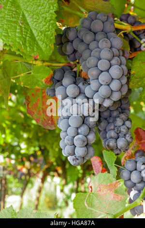 Ripe rosso o nero grappoli di uva appeso in una vigna durante l autunno o la caduta stagione. Foto Stock