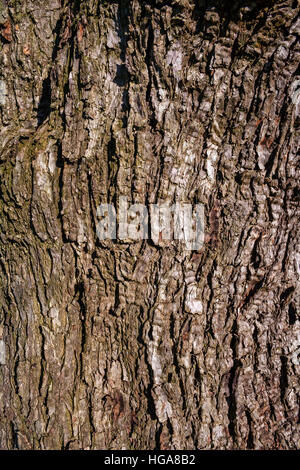 Texture di sfondo della corteccia di un albero di olivo Foto Stock