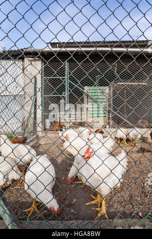 Bianco di polli o galline all'interno di un pollaio o gallina casa visto attraverso il filo di pollo. Foto Stock