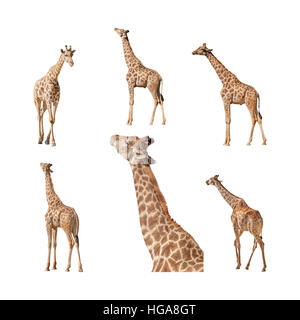 La giraffa isolato su uno sfondo bianco raccolta, pack o set. Profilo, lato, a piedi, vista posteriore proveniente, alimentazione. Foto Stock