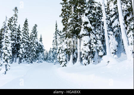 Vuoto piste per sci di fondo nella coperta di neve evergreen di foreste di montagna in una giornata di sole con cielo blu chiaro Foto Stock