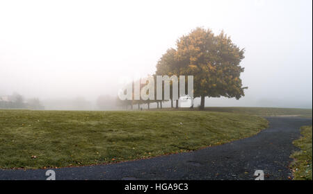 Pesante nebbia densa in un parco Foto Stock