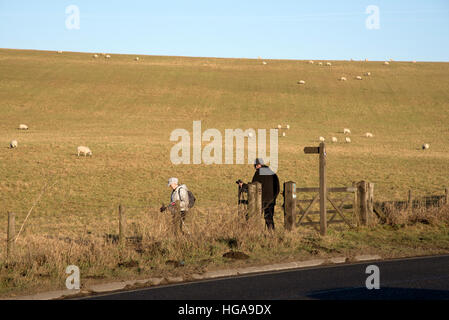 Gli escursionisti passando attraverso un campo di sincronizzato su terreno coltivato nel Wiltshire, Inghilterra REGNO UNITO Foto Stock