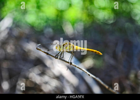 Libellula giallo in piedi sul bordo del giardino. Foto Stock