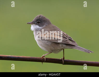 Comune whitegola, Curruca communis, primo piano, sfondo verde pulito Foto Stock