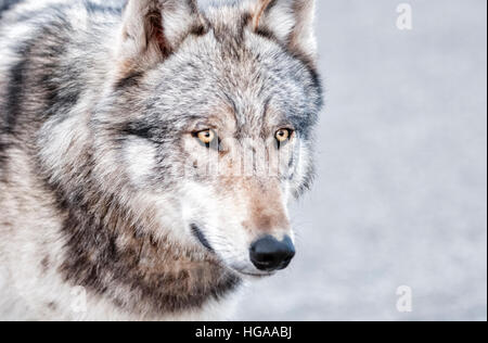 Ritratto di lupo nel Parco Nazionale di Denali, Alaska Foto Stock