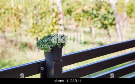 Rosette di verde del sempervivum piante succulente in una pentola closeup outdoor Foto Stock