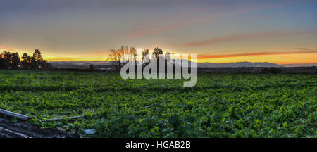 Farmland fila sotto luce di alba Foto Stock