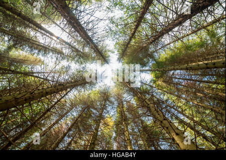Vista di Tall Pine Tree Forest un tipo comune di conifere resinose visto dal di sotto Foto Stock