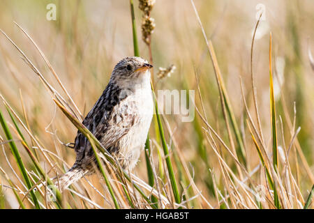 Erba wren sull isola Sealion nelle Falkland Foto Stock