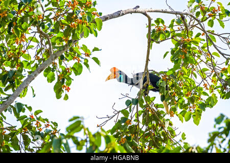 Un individuo femminile di hornbill knobbed, o a volte chiamato Sulawesi hornbill rugged (Rhyticeros cassidix) su un albero di fico (ficus) in Indonesia. Foto Stock