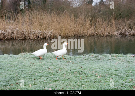 Due oche bianco a piedi lungo un gelido riverbank. Foto Stock