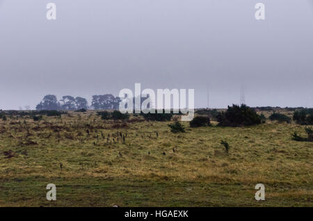 Rampisham, Dorset, Regno Unito. Il 6 gennaio 2017. Piani per la costruzione di un impianto fotovoltaico a Rampisham giù, una zona protetta di acido raro prateria di importanza nazionale, sono state archiviate dal British Solar energie rinnovabili. L'applicazione da parte della società per il 76-ettaro (187-acro) solar farm, vicino a terra originariamente utilizzato come un trasmettitore radio stazione, è stato originariamente approvato dal West Dorset District Consiglio nel dicembre 2014. Immagine: Graham Hunt/Alamy Live News. Foto Stock