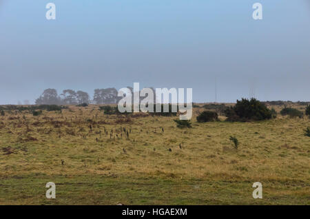 Rampisham, Dorset, Regno Unito. Il 6 gennaio 2017. Piani per la costruzione di un impianto fotovoltaico a Rampisham giù, una zona protetta di acido raro prateria di importanza nazionale, sono state archiviate dal British Solar energie rinnovabili. L'applicazione da parte della società per il 76-ettaro (187-acro) solar farm, vicino a terra originariamente utilizzato come un trasmettitore radio stazione, è stato originariamente approvato dal West Dorset District Consiglio nel dicembre 2014. Immagine: Graham Hunt/Alamy Live News. Foto Stock