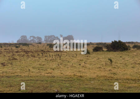 Rampisham, Dorset, Regno Unito. Il 6 gennaio 2017. Piani per la costruzione di un impianto fotovoltaico a Rampisham giù, una zona protetta di acido raro prateria di importanza nazionale, sono state archiviate dal British Solar energie rinnovabili. L'applicazione da parte della società per il 76-ettaro (187-acro) solar farm, vicino a terra originariamente utilizzato come un trasmettitore radio stazione, è stato originariamente approvato dal West Dorset District Consiglio nel dicembre 2014. Immagine: Graham Hunt/Alamy Live News. Foto Stock