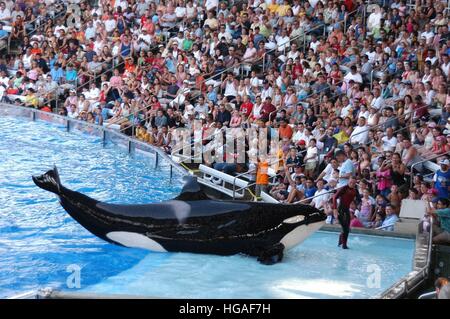 File. Il 7 gennaio, 2017. Tilikum, l'orca che ha ucciso un trainer at SeaWorld Orlando in 2010, è morto, i suoi proprietari hanno annunciato. Egli è stato stimato essere di 36 anni ed è nato nelle acque di Islanda. Tilikum è stato presentato nel documentario Blackfish, che ha criticato parchi che mantenere orche in cattività. Trainer Dawn Brancheau morì dopo Tilikum trascinato il suo underwater dai capelli e ripetutamente colpito lei, l'indagine sulla morte statuito che morì da annegamento e lesioni traumatiche. Nella foto: SeaWorld trainer DAWN BRANCHEAU suona con una balena killer durante uno spettacolo in o Foto Stock