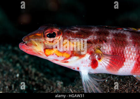 Sabbia redspotted pesce persico (Parapercis schauinslandii), Bali, Indonesia Foto Stock