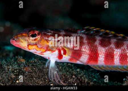 Sabbia redspotted pesce persico (Parapercis schauinslandii), Bali, Indonesia Foto Stock