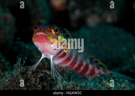 Sabbia redspotted pesce persico (Parapercis schauinslandii), Bali, Indonesia Foto Stock