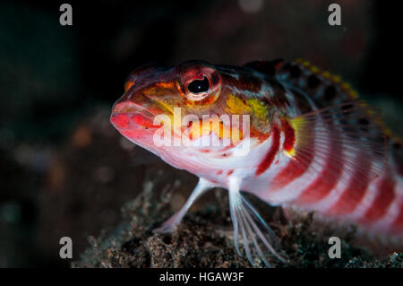 Sabbia redspotted pesce persico (Parapercis schauinslandii), Bali, Indonesia Foto Stock