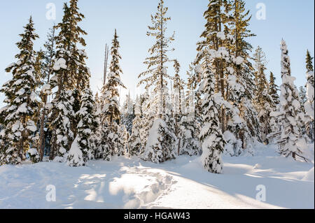 Itinerari con le ciaspe formano un percorso di alberi sempreverdi ricoperta di neve su una soleggiata giornata chiara Foto Stock