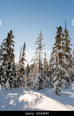 Itinerari con le ciaspe formano un percorso di alberi sempreverdi ricoperta di neve su una soleggiata giornata chiara Foto Stock