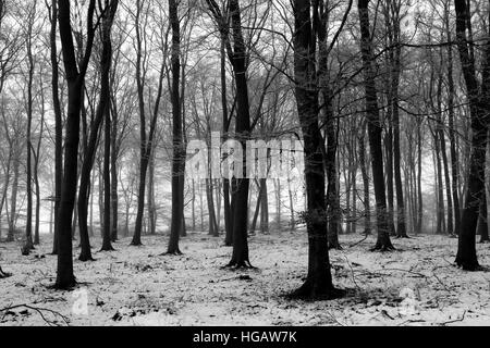 Hoare frost scena invernale, Bosco a ferry Meadows Country Park, Peterborough, CAMBRIDGESHIRE, England, Regno Unito Foto Stock