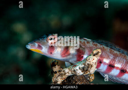 Sabbia redspotted pesce persico (Parapercis schauinslandii), Bali, Indonesia Foto Stock
