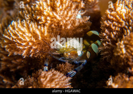 Anemone Peacock-Tail Gamberetti (Periclimenes brevicarpalis), Bali, Indonesia Foto Stock