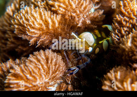 Anemone Peacock-Tail Gamberetti (Periclimenes brevicarpalis), Bali, Indonesia Foto Stock