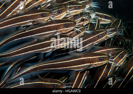 Anguilla striato pesce gatto (Plotosus lineatus), Bali, Indonesia Foto Stock