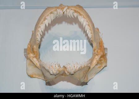 Denti nelle ganasce di snaggletooth shark, Hemipristis elongata, in esposizione al Museo Oceanografico di Monaco ( Musée Océanographique de Monaco ) Foto Stock