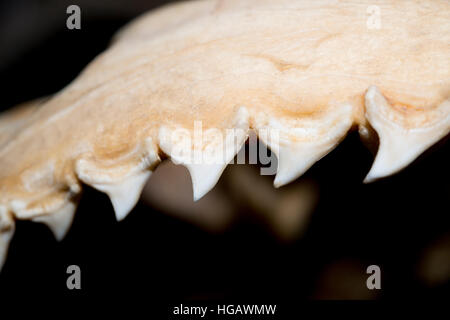 Denti nella mascella superiore del comune di squalo trebbiatrice, Alopias vulpinus, in esposizione al Museo Oceanografico di Monaco ( Musée Océanographique de Monaco ), Princ Foto Stock