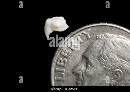 Dente di squalo balena, Rhincodon typus, accanto al soldo degli Stati Uniti (dieci cent) per il confronto delle dimensioni (modificati in modo digitale) Foto Stock