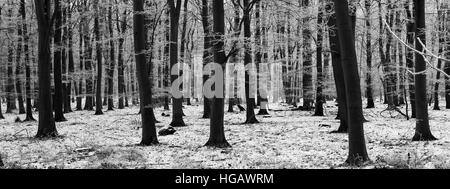 Hoare frost scena invernale, Bosco a ferry Meadows Country Park, Peterborough, CAMBRIDGESHIRE, England, Regno Unito Foto Stock