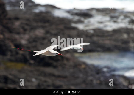 Red-tailed Tropicbird (Phaethon rubricauda) in volo sopra il Kilauea Point, il punto più settentrionale di Kauai, Hawaii, Stati Uniti d'America. Foto Stock