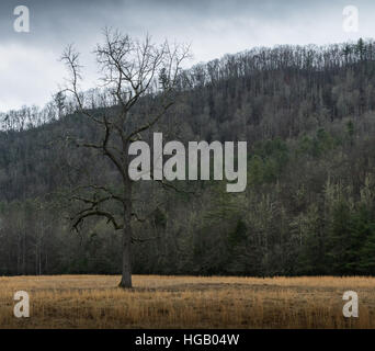 Albero, inverno, Cataloochee Valley, Great Smoky Mountains National Park, North Carolina Foto Stock