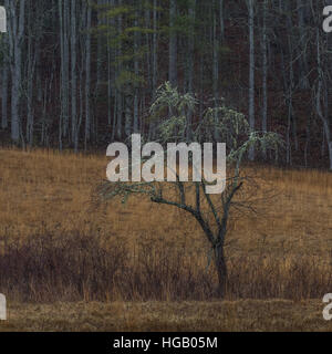 Albero, inverno, Cataloochee Valley, Great Smoky Mountains National Park, North Carolina Foto Stock