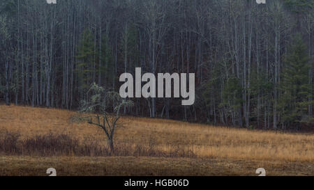 Albero, inverno, Cataloochee Valley, Great Smoky Mountains National Park, North Carolina Foto Stock